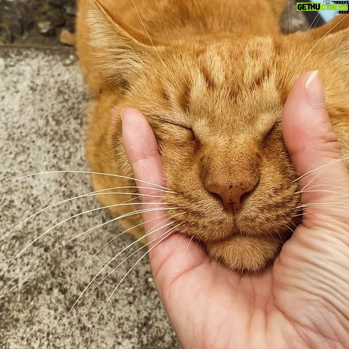 Buber Mak - 3 Likes - 🍂🐈
去旅行係~
摸住人哋隻貓,掛住自己屋企隻貓(。 ́︿ ̀。)
隔咗好耐好耐先去旅行
今次思鄉病好嚴重
下次會進步(?)啲
嘻♪(´ε` )