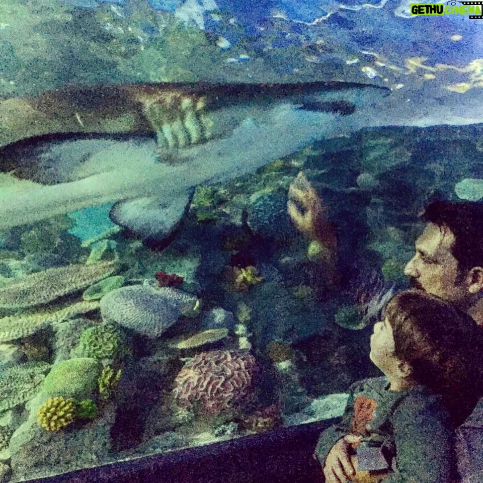 Bülent İnal - 3.6K Likes - Çınar'la akvaryum keyfi🐟🐟🐟