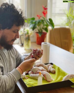 Burak Aksak Instagram - ramazan sabır ve mucize ayıdır. bu minikler ve anneleri bir mucize olarak hayattalar. ve bize sabrı öğretiyorlar. gece gündüz, saat başı bakıma muhtaçlar. leyla'nın yavruları değil ama anneleri gibi bekliyor hepsinin başında. ayrıca annelerine kan verdi, dünyaya gelmeleri için yardım etti. sahiplendirme kısmıyla ben ilgilenmiyorum. şu an tek uğraşımız minikleri hayatta tutmak. yaşasınlar da hele elbet bir yer bulunur hepsine. 12'si de başımıza kalacak değil ya. kalmaz ya. kalmasın yani. yok canım artık daha neler? neyse, annelerine @papsivet bebekler gibi bakarken, kendisine çift lafım var. sid'in de dediği gibi; "hanım hanım! bunlar benim yavrularım!"