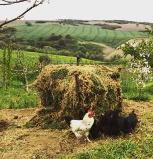 Burak Hakkı Instagram - #farmlife #respectnature