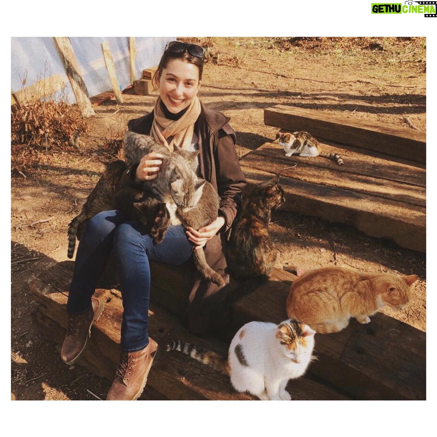 Burcu Oktav - 3 Likes - Vallahi çareyi kedilerde buldum. 🐈 #tb