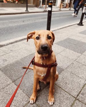 Büşra Çam Instagram - Merhaba ben Kahve, böyle acıklı bakarak dilediğim her şeyi istediğim herkese yaptırabiliyorum.🐶 #dog #instadog