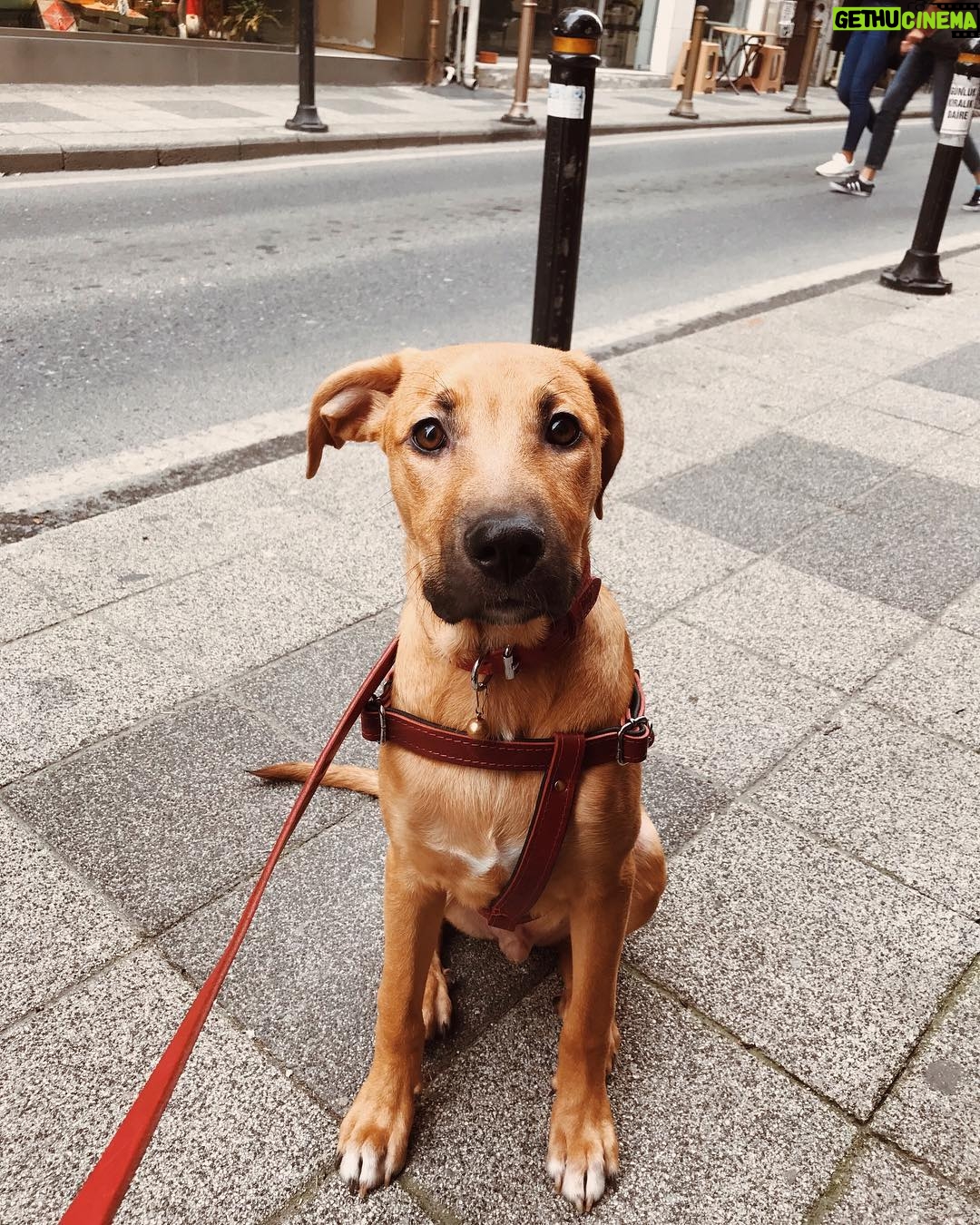 Büşra Çam - 566 Likes - Merhaba ben Kahve, böyle acıklı bakarak dilediğim her şeyi istediğim herkese yaptırabiliyorum.🐶 #dog #instadog