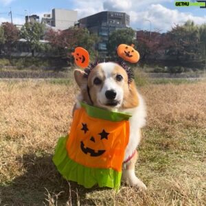 CHEHON Instagram - ししまるin Halloween
13歳安定の可愛さ(^^)