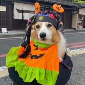 CHEHON Instagram - ししまるin Halloween
13歳安定の可愛さ(^^)