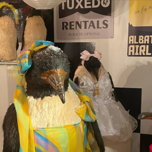 Cait Fairbanks Instagram - It's not the pebble, it's the penguin