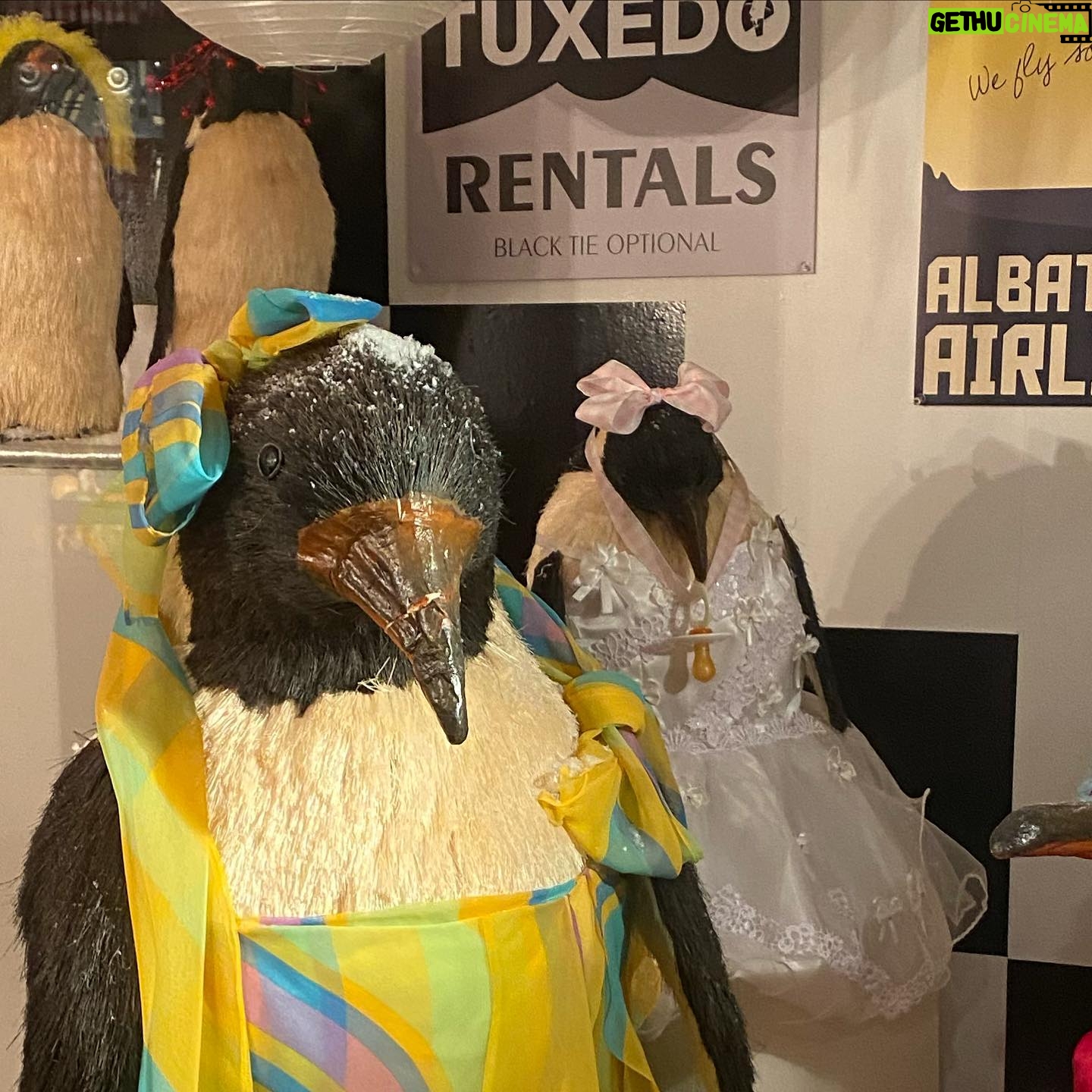 Cait Fairbanks - 1.9K Likes - It's not the pebble, it's the penguin