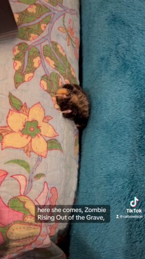 Cal Wilson Instagram - A change of mood today for Kipper in her solo routine. #PirateAndBarnacle #PirateAndBarnacleAndKipper #Cattesthenics #Zombie #Funny #FunnyCat #Comedy #CatsOfInstagram #catstagram 

(Video:  a close up of the edge where the ottoman is pushed flush against the couch. A black and orange paw suddenly emerges through the crack, claws out, swiping wildly. A tv remote dices with death, as it touches the paw/lethal weapon. The paw hunts about a bit before returning to the depths below. The couch is a dangerous place)