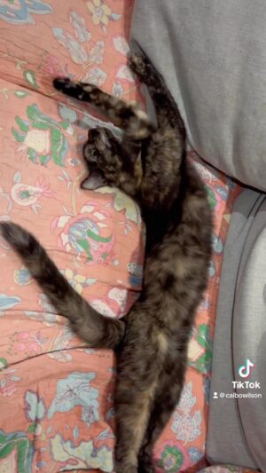 Cal Wilson Instagram - A solo Cattesthenics routine from Kipper today. The work she’s been putting in is really starting to show. #PirateAndBarnacleAndKipper #PirateAndBarnacle #CatsOfInstagram #Catstagram #FunnyCat #FunnyCats #Funny #Cat #CatLovers #Cattesthenics 

(Video: Kipper the tortoiseshell kitten is lounging about on a couch. She waves her various legs about before ending in a huge stretch that demonstrates how unfeasibly long she is for such a small cat. She unrolls like a tape measure. It’s practically illegal that the commentator didn’t say “Big Stretch” when she did it)