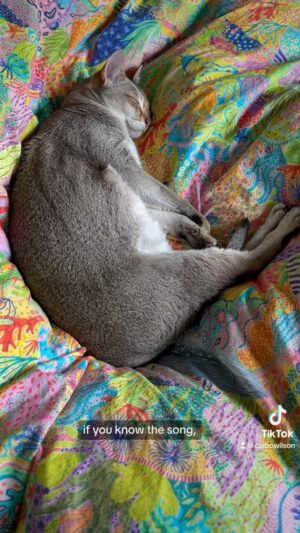 Cal Wilson Instagram - A more lyrical style of Cattesthenics today, devised and choreographed by Barnacle. 

#CatsOfInstagram #PirateAndBarnacle PirateAndBarnacleAndKipper #cattesthenics #FunnyCats #Funny #Cat #CatLover 

(Video: Barnacle the cat is firmly asleep on a crumpled but colourful doona. The camera glances across to find Kipper the cat sitting sentry. The camera glides back over the snoozing Barnacle, and alights on Pirate who is also sitting guard, but looking more annoyed. There’s a lot going on, for not a lot going on)
