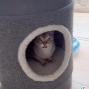 Cal Wilson Instagram - Doubles competition today.  Fierce competition between the brothers. 
#Comedy #SingapuraCats #PirateAndBarnacle #funny #FunnyCats #CatLife #cattesthenics 

(Video: Barnacle gallops out from behind a cat cosy, as Pirate runs at him before lunging into the cat cosy. Barnacle lies on his back, then flips up onto his side. Pirate in his cat cosy looks like a bored cashier in a booth. Not pictured: people on TikTok’s shock that there are two. Wait till they find out about Kipper)