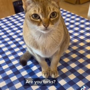 Cal Wilson Instagram - I’ve heard of people whose cats don’t go on the table, but I’ve never met them. 
#PirateAndBarnacle #SingapuraCat #CatsOfInstagram #Catstagram #funny #CatLife #CatLover #PetLife 

(Video: Pirate the cat is sitting on a blue and white gingham tablecloth which is on a table. He is literally and figuratively unmoved by Cal’s low level fury. The only thing that gets him off the table is finding something else he’s not allowed to sit on)