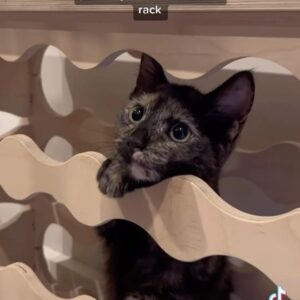 Cal Wilson Instagram - Ma’am, this is a wine rack. I’m going to need to see some I.D.

#PirateAndBarnacleAndKipper #Funny #FunnyCat #CouldEveryone #CatsOfInstagram #Catstagram #Comedy #CuteCat 

(Video: a wooden wine rack (@isoking_au) which is empty except for Kipper the tortoiseshell kitten, who is clambering around inside it. It’s an adorable prison, like she’s practicing for the Cell Block Tango scene in Chicago. She eventually pops halfway out, but just as it seems she’s leaving, she stops to have a think. Pop six squish uh uh Cicero Lipschitz)