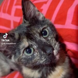 Cal Wilson Instagram - What? How did that happen? 

#Kipper #PirateAndBarnacle #CatsOfInstagram Catstagram #TortoiseshellCat #Tortie #CuteCat #CatProtectionVic #CatProtection #Purr #Loud

(Video: a close up of kitten with very green eyes and black and ginger fur. She is gazing at the camera, purring furiously, and making more noise than a kitten of her size should be able to)(Not pictured, the amazing staff at @catprotection, or the rest of their extremely well looked after cats of all ages and brands)