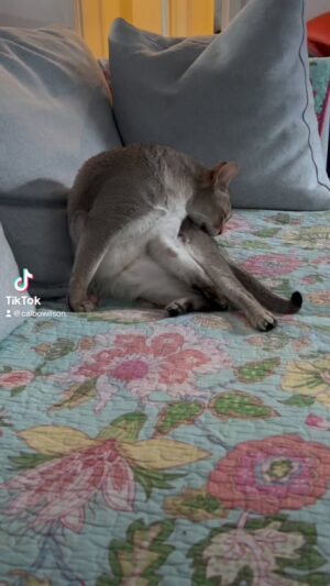 Cal Wilson Instagram - A routine tinged with melancholy today, from the three siblings. 

#cattesthenics #SingapuraCat #FunnyCats #CatsOfInstagram #Catsagram #PirateAndBarnacle #PirateAndBarnacleAndKipper 

(Video: Barnacle the cat sitting on the couch ardently washing his stomach, the camera moves to Pirate the cat on the ottoman. He is tucked up in the position commonly known as Loaf, but in this household known as Hen. We cross back to Barnacle, who has a mournful expression. Kipper the kitten appears in the background before rocketing across the couch. We leave Barnacle bemused)