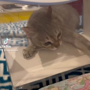 Cal Wilson Instagram - What a start to 2023. 

#CatsOfInstagram #HappyNewYear #Catstagram #PirateAndBarnacle #SingapuraCat #CatLover #Funny #NewYear 

(Video: Barnacle the cat is peering anxiously through a cardboard box which has clear plastic over the front of it. He is frantically pawing at the plastic, as if he’s trying to get out. The camera moves around beside Barnacle, showing that his entire body is outside the box and he is absolutely free. The camera moves back to the front of the box and Barnacle starts pawing at the plastic again. It’s bound to be a metaphor for something)