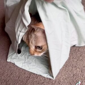 Cal Wilson Instagram - Pillows aren’t supposed to have spikes. 

(Video: a crumpled pillow case lies on the floor, Cal’s hand opens it to reveal a slightly tempestuous Barnacle the cat. As she tries to open the pillowcase for a second time, he unleashes an angry paw. A lightning fast victory, as Cal cedes him sovereignty over the pillowcase.)