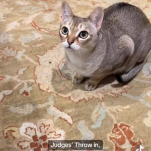 Cal Wilson Instagram - No Cattesthenics today, instead an Exhibition Match of Mixed Genre Catball. 

#PirateAndBarnacle #PirateAndBarnacleAndKipper #FunnyCats #Cattesthenics #Funny #Comedy #Sports #CatsOfInstagram #Catstagram 

(Video: Barnacle the cat looks fixedly at a pink pompom. It is thrown in the air, he bats at it, then Pirate, his brother, appears, and grabs the ball, skittering about, before knocking it into a cat tunnel, and following. Frenzied tunnel movement ensues before Pirate and the pompom emerge again. Against all odds, Pirate knocks the pompom into an empty glass lying on its side. Kipper emerges to check it out, as Barnacle rolls the glass with his paw. The pompom falls out but Barnacle fails to do anything significant with it, before stalking towards the camera. Kipper dithers in the background. All in all a successful day)
