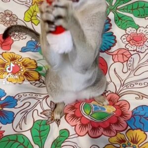 Cal Wilson Instagram - If you’re celebrating Christmas today, I hope it’s a happy one, full of loved ones, good food, and laughs. If it’s a difficult day for whatever reason, I’m blowing you a kiss. 

Also, @thesarahmillican makes wonderful Christmas Day company on Twitter with her hashtag #JoinIn - it’s UK Christmas Day, so a bit later for Aus/NZ - but a great thing to be part of, if you need company.

(Video: Barnacle the cat sitting on a bright floral doona cover. Cal’s hand comes into frame holding a tiny Santa hat. She attempts to drop it on Barnacle’s head. He’s having none of it, and rips it from her grasp like the fiend he secretly is. Not pictured, the wine bottle the hat is actually from) 

#MerryChristmas #PirateAndBarnacle #SingapuraCat #SantaHat #Funny #JoinIn
