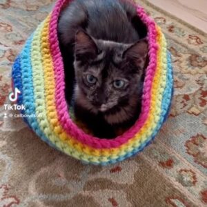 Cal Wilson Instagram - If you’re celebrating Mardi Gras tonight, have the best time. Blowing a kiss to all my LGBTQI  folks x 
❤️🧡💛💚💙🖤🤎🏳️‍🌈🏳️‍⚧️
#MardiGras #mardigras2023 #lgbtqi #love #pride #Kipper #PirateAndBarnacle

(Video: Kipper the kitten in a rainbow coloured cat cosy. It looks a bit like a hat your Gran knitted without knowing your head size, and made it a bit bigger, just in case. Kipper sits up in the cosy, then subsides back down into it like she’s the filling in a crocheted burrito. She’s clearly too young and feline to take part in the celebrations, but she’s all for it)