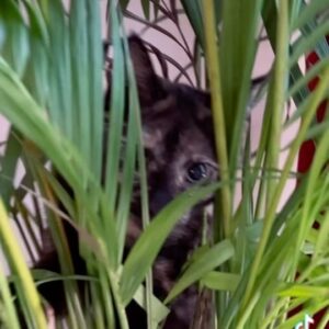Cal Wilson Instagram - Kipper is an agent of chaos. 
#PirateAndBarnacle #PirateAndBarnacleAndKipper #TortoiseshellCat #funny #CatsOfInstagram #catstagram #SingapuraCats #comedy #florist 

(Video: a smallish golden palm tree in a blue pot. The foliage is shaking violently. It becomes clear that there is a little gremlin face peering about, and little gremlin paws causing disruption in the leaves. It is Kipper the kitten, attempting to scale the plant like a mini King Kong who’s all out of Empire State Buildings. Finally she leaves the pot, walking past some dead fronds that Cal feels compelled to mention in case you pour scorn on her inadequate plant husbandry)