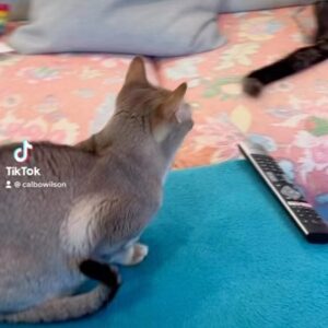 Cal Wilson Instagram - Controversial triples routine from all three of the siblings. And a result none of us were expecting. 

#PirateAndBarnacle #PirateAndBarnacleAndKipper #SingapuraCats CatsOfInstagram #Catstagram #Funny #FunnyCat #Comedy 

(Video: Pirate and Barnacle the cats watch their younger sister Kipper tussle with a cat tunnel. Pirate gets involved with a bit of inter tunnel wrestling. Barnacle watches aghast, and turns away from Pirate when he re-emerges. It’s all very disquieting)
