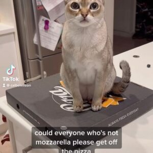 Cal Wilson Instagram - Despite rampant speculation, his name is not Mozzarella. 

(Video: Pirate the cat has sat himself neatly down on top of a pizza box on a kitchen bench. There is no sign of him ever leaving. An accusatory finger comes into frame and points at him. He takes it as an invitation to smear his mouth all over Cal’s hand. Charming) 

#PirateAndBarnacle #SingapuraCat #Funny #CatsOf Instagram #Catstagram #CuteCat #Comedy #CatLife