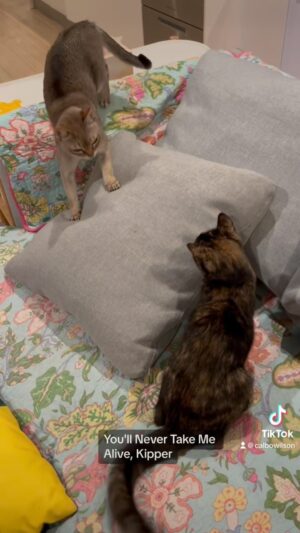 Cal Wilson Instagram - Another Cattesthenics triumph from Kipper and Pirate. 

#CatsOfInstagram #PirateAndBarnacle #PirateAndBarnacleAndKipper #FunnyCats #Funny #Singapura #Comedy #Catstagram #Cattesthenics 

(Video: Pirate the cat chases Kipper the kitten behind a cushion, then they both re-emerge to menace each other. Pirate leaves, and Kipper hurls herself about the sofa before burrowing under the couch cover. She remains a suspicious lump until Cal’s hand pulls the cover back, and she does a bit of wallowing (Kipper, not Cal))