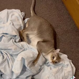 Cal Wilson Instagram - An inspiring, somewhat risqué Triples routine from the siblings today, everyone giving it their all. 

#CatsOfInstagram #PirateAndBarnacleAndKipper #PirateAndBarnacle #Funny #FunnyCats #CatLover #Cattesthenics #Cat 

(Video: Barnacle the cat grappling with a doona/duvet cover, really going to town, Pirate drops by to supervise, before leaving. Kipper appears from under the bed, and attempts to ferret her way inside the doona/duvet cover, while Barnacle paws at her tail. We end on Pirate, now safely ensconced on top of a chest of drawers. He looks away, as if the the antics of other cats and humans leave him bored and indifferent)