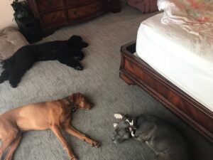 Cameron Britton Instagram - Oh my god they finally stopped moving. Is this a twilight zone? #craynines #wrastlin #cantstopwontstop #nevermind #dogtired