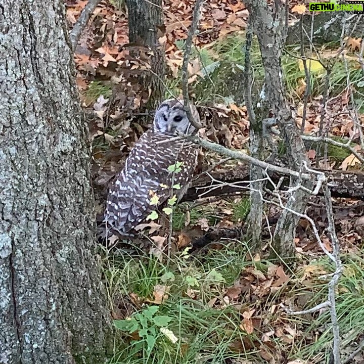 Cameron Brodeur - 174.4K Likes - Fall is the best season. Fight me😤
#fall #owl
