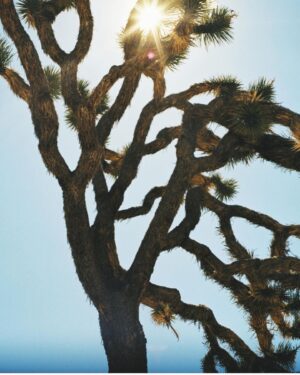 Cameron Richardson Instagram - Thank you @raychelroberts for these beautiful pictures.  Such a talented photographer beautiful mama.  @autocamp #joshuatree