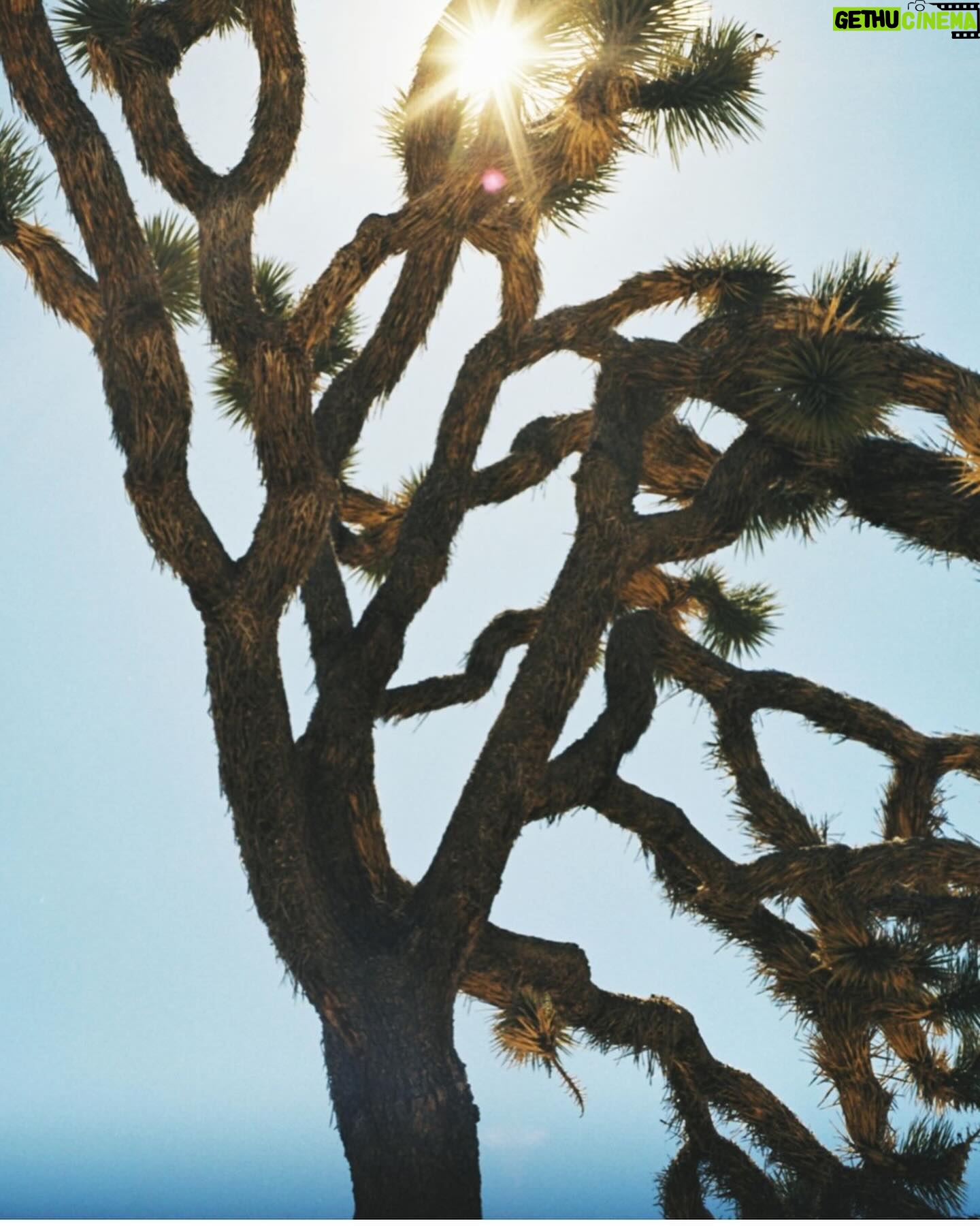 Cameron Richardson - 682 Likes - Thank you @raychelroberts for these beautiful pictures. Such a talented photographer beautiful mama. @autocamp #joshuatree