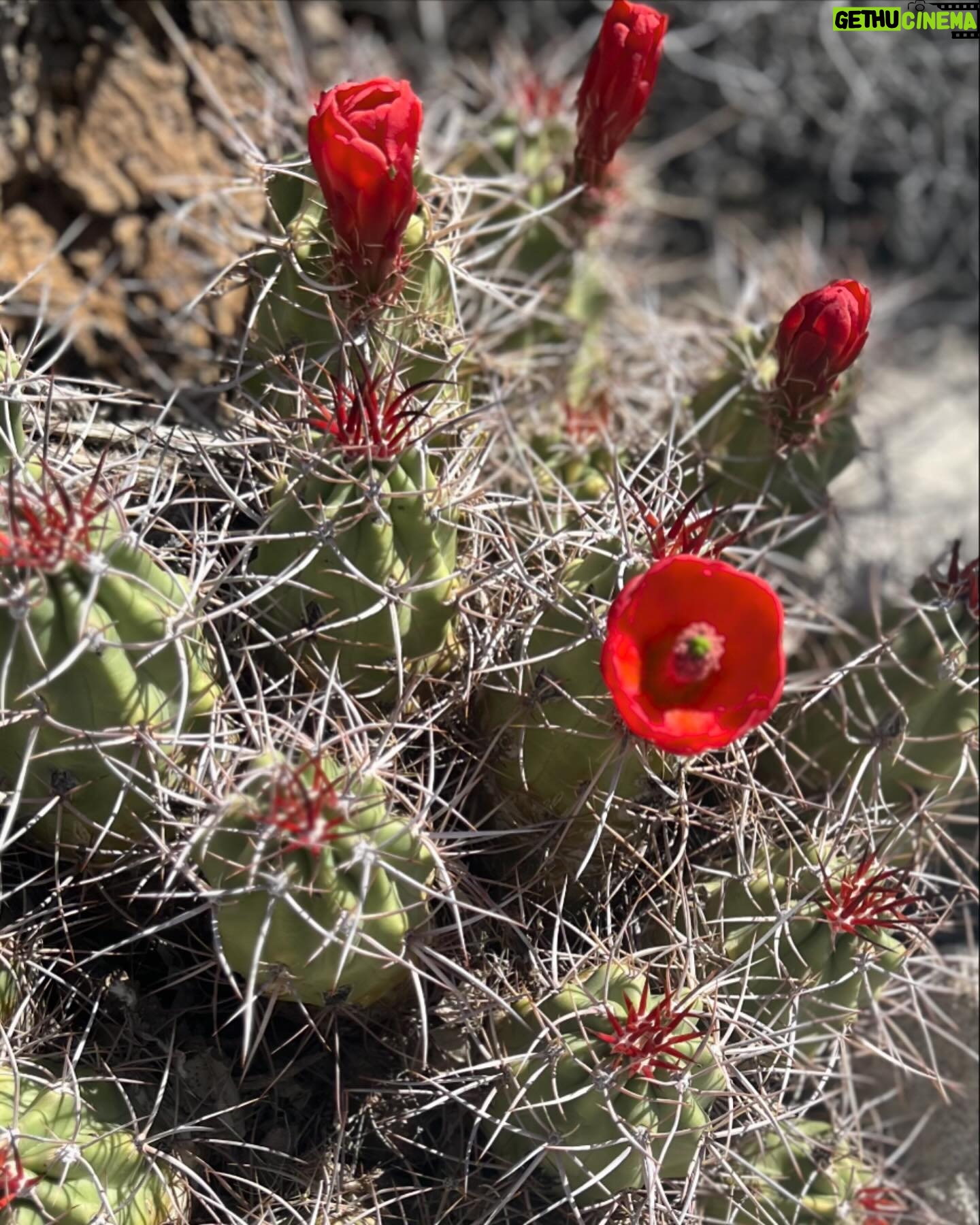 Cameron Richardson - 682 Likes - Thank you @raychelroberts for these beautiful pictures. Such a talented photographer beautiful mama. @autocamp #joshuatree