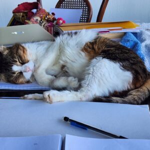 Camilla Thulin Instagram - Stina är hemma igen efter tandoperation och 3 dagar hos @bodrumterapiveteriner #bodrumterapiveterinerkliniği så arbete kan fortsätta då assistenten är tillbaka #bodrumcats #oldcats #yalıkavak #bodrum #turkiet #turkey #türkiye