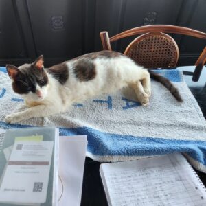 Camilla Thulin Instagram - Stina är hemma igen efter tandoperation och 3 dagar hos @bodrumterapiveteriner #bodrumterapiveterinerkliniği så arbete kan fortsätta då assistenten är tillbaka #bodrumcats #oldcats #yalıkavak #bodrum #turkiet #turkey #türkiye
