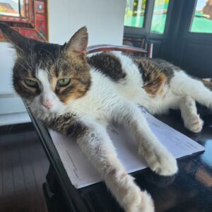 Camilla Thulin Instagram - Ordningen är återställd! Sten och Stina är åter hemma efter en fin tid hos @sevpati_pet  #sevpatipetpansiyon  #thankyou #bodrumcats #oldcats #momcat #yalıkavak #bodrum #türkiye #turkey #Turkiet