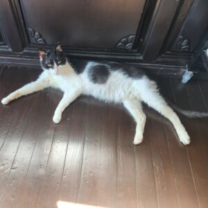 Camilla Thulin Instagram - Ordningen är återställd! Sten och Stina är åter hemma efter en fin tid hos @sevpati_pet  #sevpatipetpansiyon  #thankyou #bodrumcats #oldcats #momcat #yalıkavak #bodrum #türkiye #turkey #Turkiet