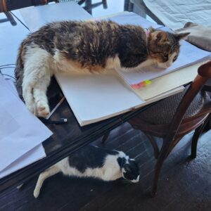 Camilla Thulin Instagram - Stina är hemma igen efter tandoperation och 3 dagar hos @bodrumterapiveteriner #bodrumterapiveterinerkliniği så arbete kan fortsätta då assistenten är tillbaka #bodrumcats #oldcats #yalıkavak #bodrum #turkiet #turkey #türkiye