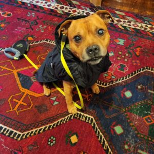 Camilla Thulin Instagram - Då åkte den stora vinterutrustningen på, även Musse fick dubbla kostymer, tröja och täcke. #staffie #englishstaffordshirebullterrier @kennellittlefrogs #snö #frysgrader #blääää