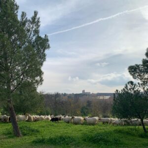 Candela González Instagram - Como volver a empezar 
Todo es nuevo. Todo
Lo estreno cada día con la ilusión
De la niña que espera
Ante cada instante 
Aunque tú no estés y yo tampoco, hablo
Dialogo con los momentos 
Hago esta habitación grande aunque 
Mi cuerpo no quepa lo intento 
Me busco en aquella noche y 
Hay oscuridad, el ruido del vacío 
Pero el brillo de unos ojos
Que observan
Me protegen de no saber
Dónde estoy 

Se difumina la niebla de los años 
Me encuentro al final de la sala (recap)