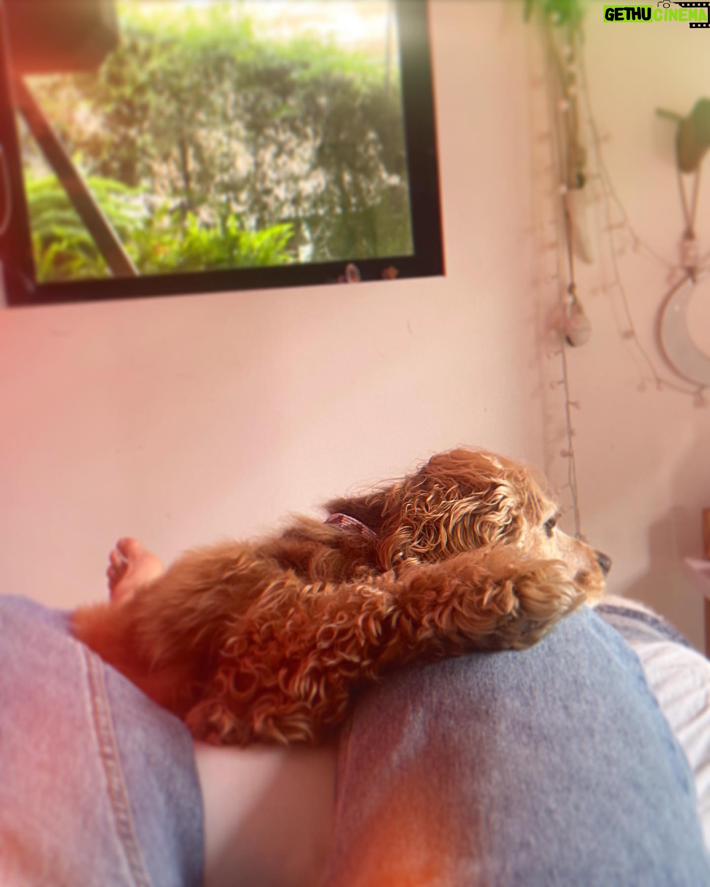 Carly Pope - 513 Likes - Pre/During/Post
“What does my Friday need,” I mused.
Def a trip to @sagelaneskincare for a #microneelding treatment to get my face that perfect shade of “coy red” for the weekend
Molly, you’re the best. Extra cuddles courtesy of Willie.
Come at me collagen 🫡 ♥️ #notox