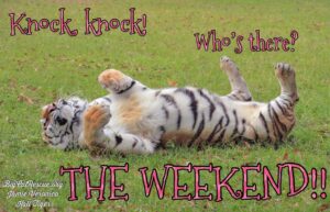 Carole Baskin Instagram - “Knock knock!”
“Who’s there”?
“The weekend!”

#KaliTiger #Weekend #Cats #CATurday #BigCats #BigCatRescue #Rescue #Funny #Jokes #Nature #Wildlife #Tiger