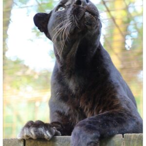 Carole Baskin Instagram - Animal lovers are celebrating Black Cat Appreciation Day with the grrrreat news that Jeff Lowe has abandoned all of his animals to the DOJ! Learn more at https://911animalabuse.com/jeff-lowe/