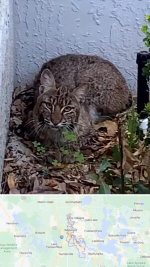 Carole Baskin Instagram - Bobcat in Wildwood, FL may need help.