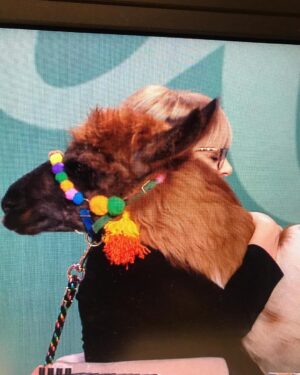 Caroline Diament Instagram - Première fois que je rencontre un Lama ! Il s’appelle Carlito et c’est mon premier coup de foudre de 2020 ! Bonne soirée à vous
