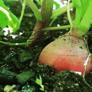 Caroline Shaw Instagram - like this little radish, our album is ready to come out tomorrow. 🌱 @sopercussion @heyjonlow @nonesuchrecords #letthesoil