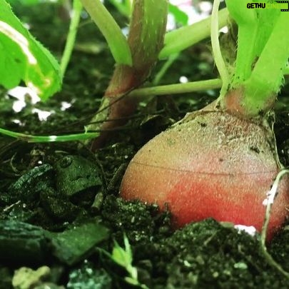 Caroline Shaw - 431 Likes - like this little radish, our album is ready to come out tomorrow. š± @sopercussion @heyjonlow @nonesuchrecords #letthesoil