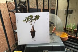 Caroline Shaw Instagram - hi :) cloudy monday morning fire escape cover of @abba’s lay all your love on me. the more epic version with @sopercussion is coming june 25th, as track 5 of our album, Let the Soil Play Its Simple Part on @nonesuchrecords... and OH YES you can pre-order the vinyl or cd via a link in my bio 🌱