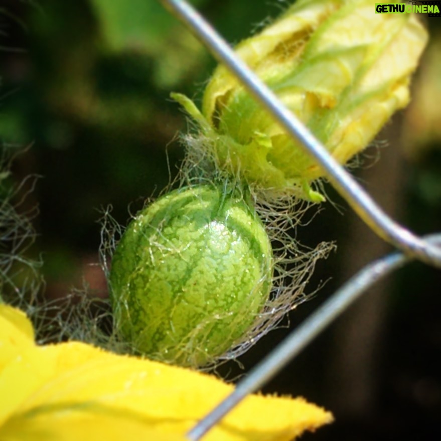 Caroline Shaw - 483 Likes - good afternoon from this tiny little optimistic watermelon
